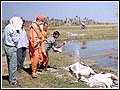 Preventing spread of disease by treating the remains of dead cattle