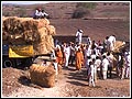 Free distribution of hay to farmers, Gondal  region