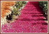 A carpet of rose petals on the pathway to foundation pit  