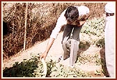 Kitchen gardens in homes and schools, provide fresh vegetables