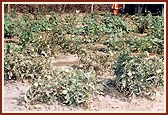 Kitchen gardens in homes and schools, provide fresh vegetables