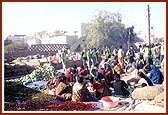 Volunteers helping preparing vegetables 