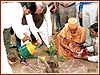 Ceremonial planting of a tree by the Governor