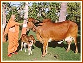 Gomti and her calf, descendant of a cow in the  time of Gunatitanand Swami