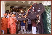 And unexpectedly the elephant expresses its love and blessings by raising its trunk. In response Swamishri humbly accepts its blessings