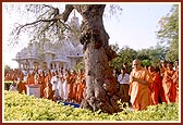 Circumambulating the holy tree sanctified by Lord Swaminarayan. It is also the place where the mortal body of Shastriji Maharaj was brought before it was cremated