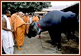Swamishri garlands and blesses the bull, Nagnath, - who won the title of Best Animal of Show