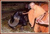Blessing the sick and old Manidhar - the father of Nagnath