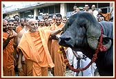 Swamishri is blessing the bull, Gajanath, who stood first among the Jaffrabadi breed