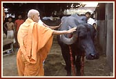 Swamishri blessing the female buffalo, Gunjamati, who stood first among the Jaffrabadi breed