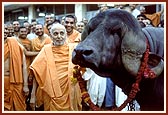 Swamishri is blessing the bull, Gajanath, who stood first among the Jaffrabadi breed