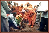Planting a sapling on the school premises