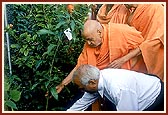 Swamishri plants a mango tree in the garden of Sydney mandir 