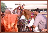 Swamishri performs pujan of a mare and her foal both of the Manki breed