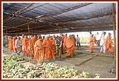 Swamishri visits and learns of the details about the nursery where plants are being nurtured for the gardens in the Akshardham complex