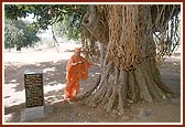 Swamishri engaged in darshan of the sacred banyan tree