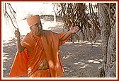 Swamishri engaged in darshan of the sacred banyan tree