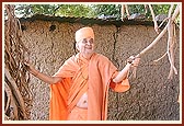 Swamishri swings with the branches of the banyan in his hands
