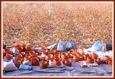 A special assembly of sadhus at the Amblivali Farm sanctified by Brahmaswarup Shastriji Maharaj
