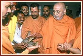 Swamishri blesses two orphaned baby peacocks