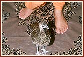 Swamishri blesses two orphaned baby peacocks