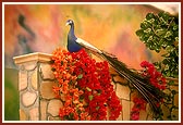 Decorative peacock