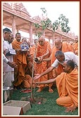 Swamishri plants a sapling in the mandir complex