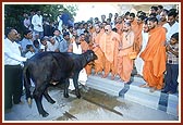 Swamishri blesses a baby bull, Rudranath, of the mandir gaushala
