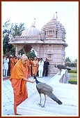Swamishri feeds and blesses the peacocks residing on the mandir grounds