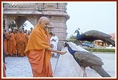 Swamishri feeds and blesses the peacocks residing on the mandir grounds