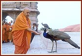 Swamishri feeds and blesses the peacocks residing on the mandir grounds