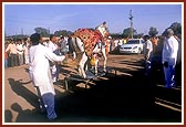 Local devotees make a Kathiavadi mare perform various shows before Swamishri. The mare dances to the rhythm of a dhol. It even dances on a latticed-bed of nylon ropes 
