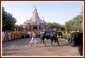 Swamishri blesses the nationally acclaimed cattle and horse of BAPS Swaminarayan Gaushala