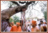 Swamishri touches with reverence the berry tree blessed by the association of Bhagwan Swaminarayan and Gopalanand Swami